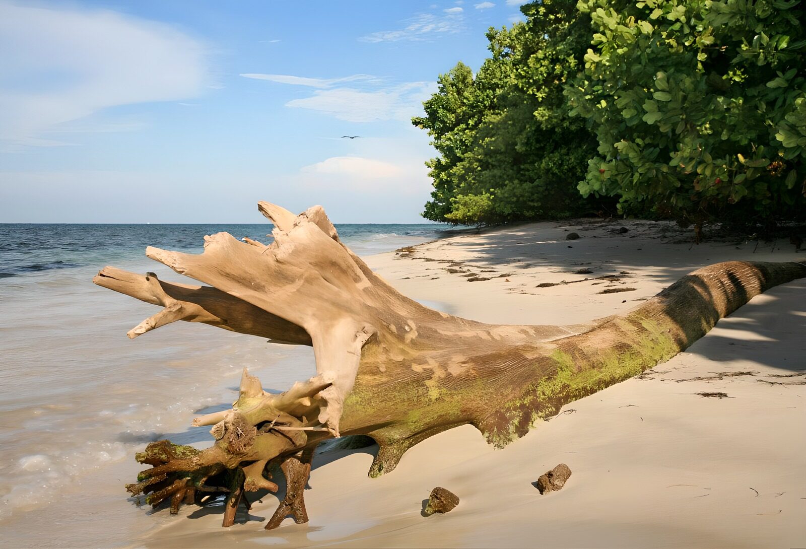 Tranquil Beach with Driftwood