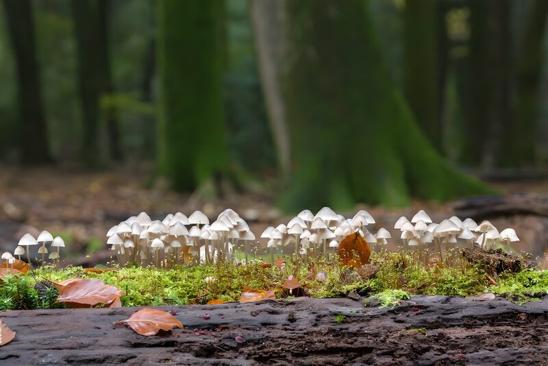 Enchanted Forest’s Fungal Garden