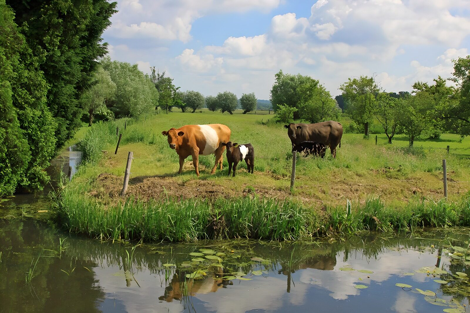 Peaceful Pasture by the Water