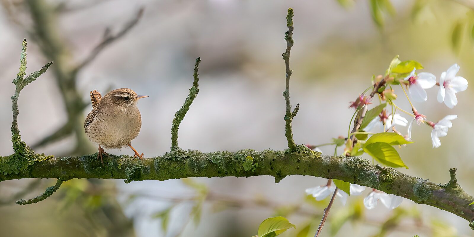 Charming Wren on a Blossoming Branch