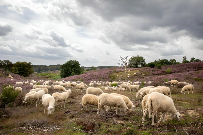 Serene Herd of Sheep in Blooming Heather