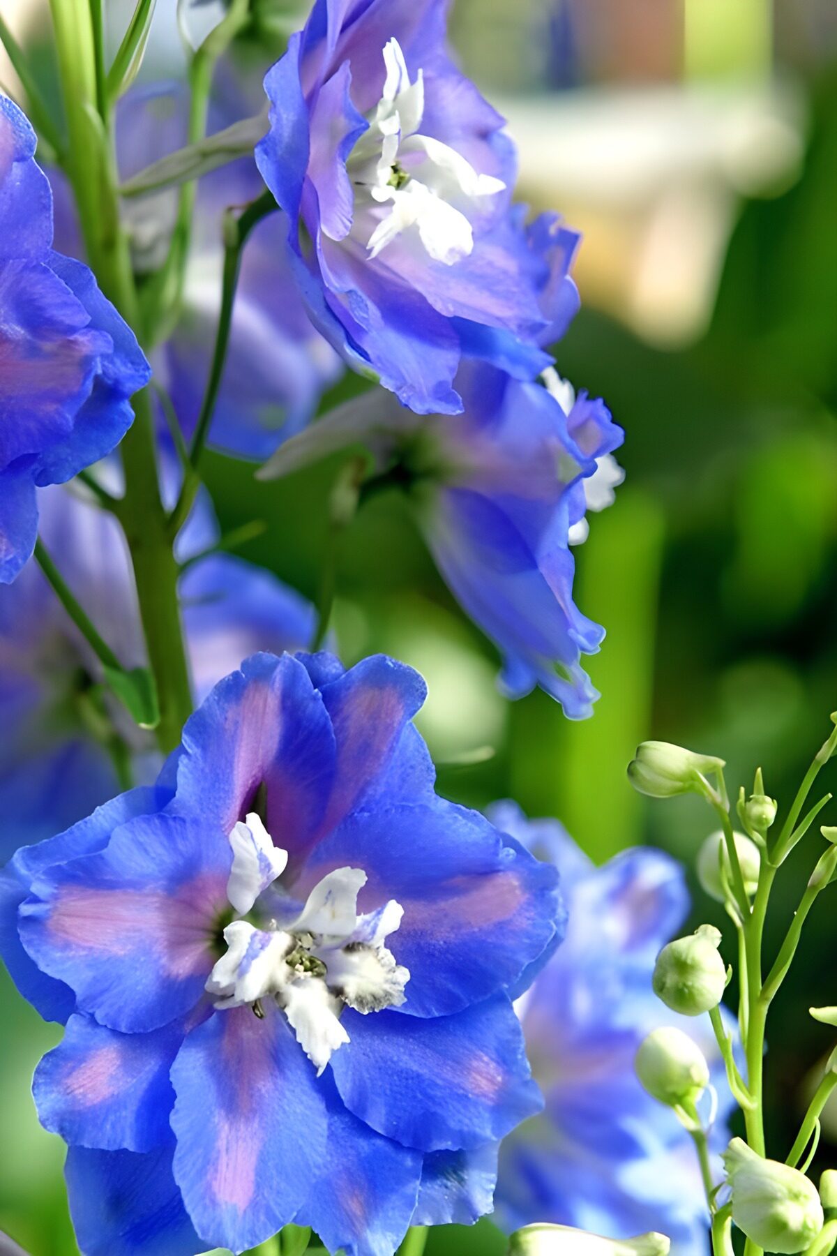 Vibrant Blue Delphinium Blooms
