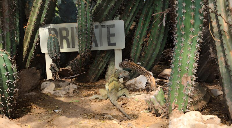Private Oasis in the Desert