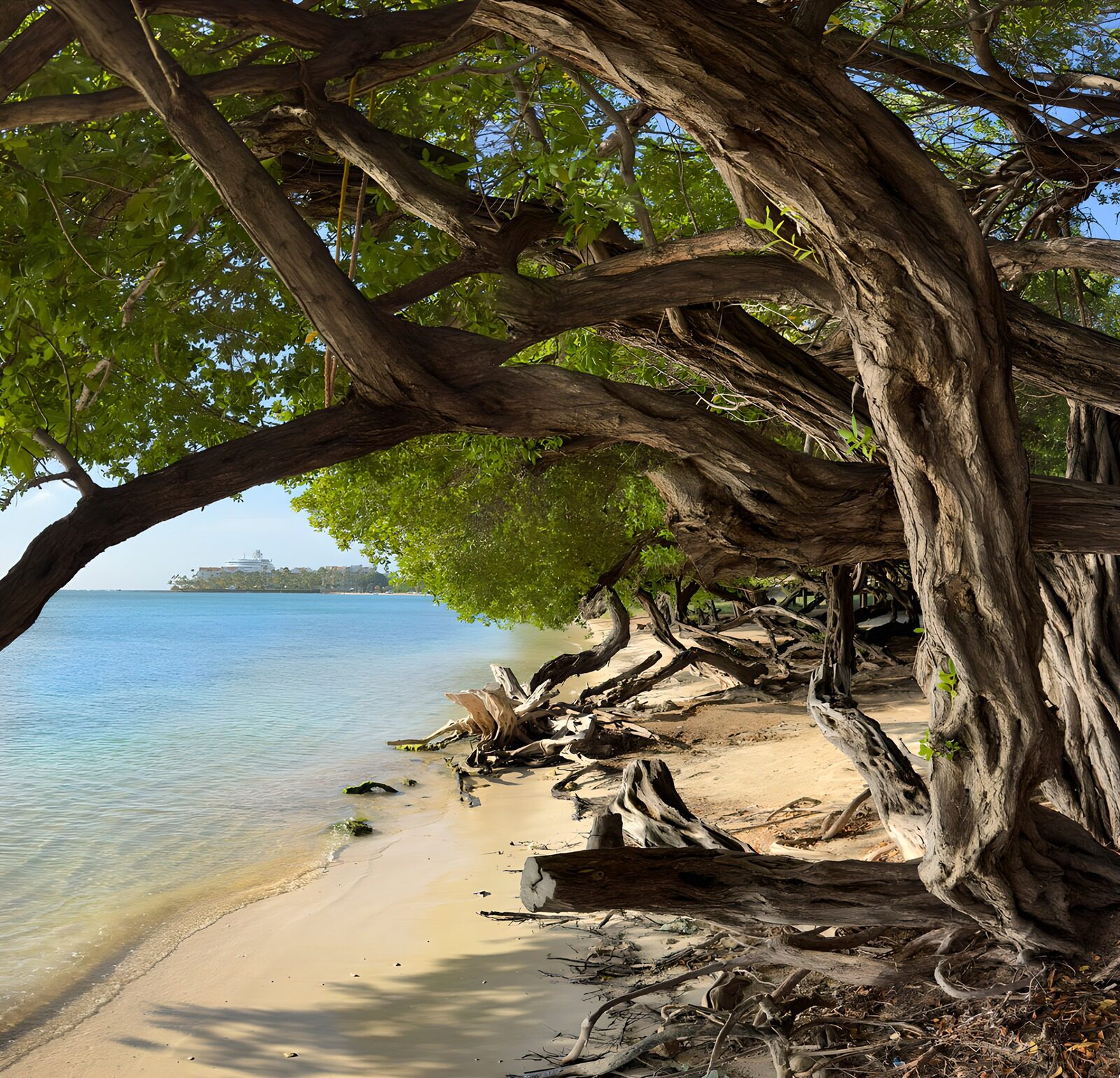 Coastal Serenity Under Twisted Trees