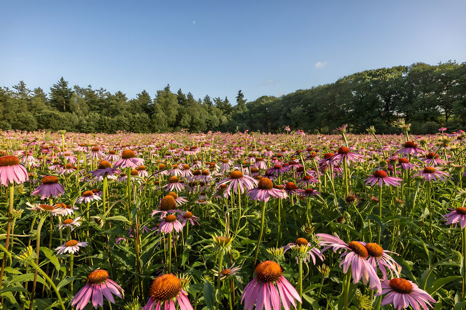 Vibrant Field of Pink Echinacea Flowers