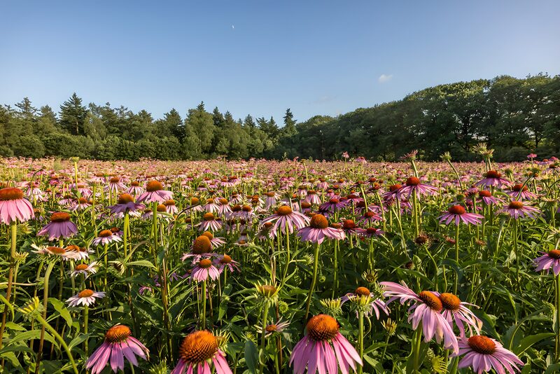 Vibrant Field of Pink Echinacea Flowers
