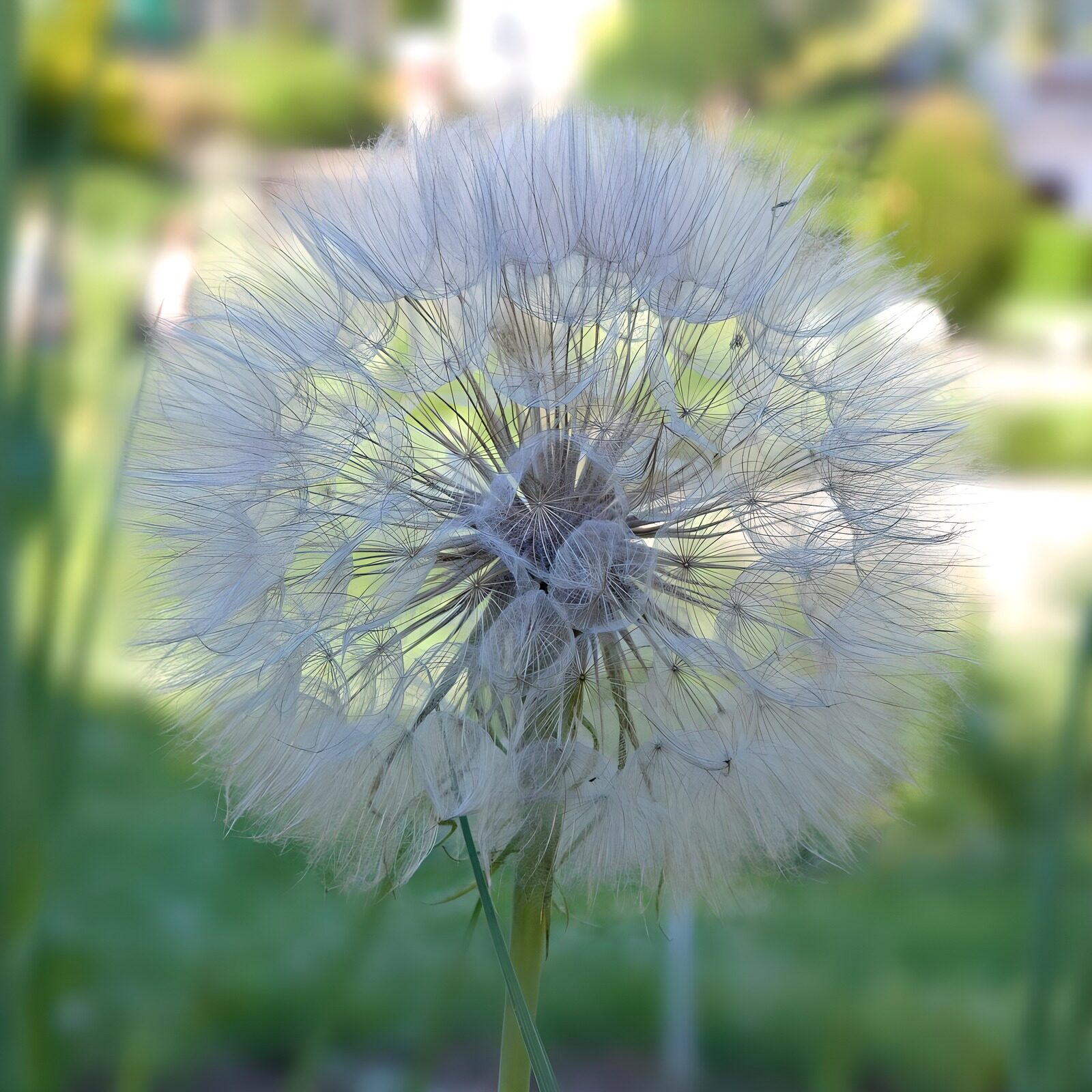 Delicate Dandelion Seed Puff