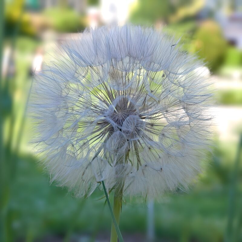 Delicate Dandelion Seed Puff
