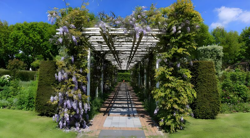Serene Wisteria Pathway in Bloom