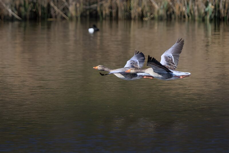 Graceful Geese in Flight