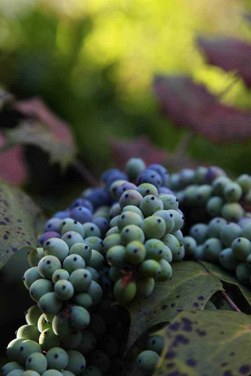Wild Grape Cluster in Soft Light