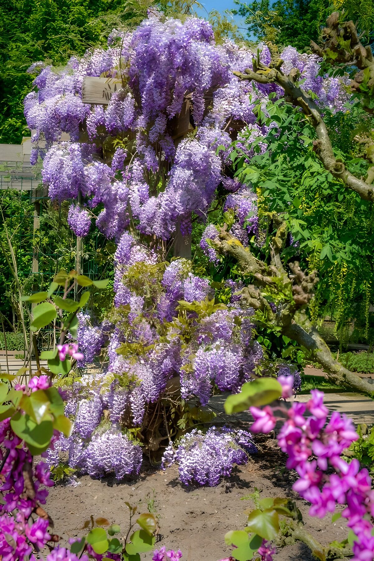 Elegant Wisteria in Full Bloom