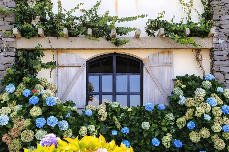 Charming Window Surrounded by Lush Blooms