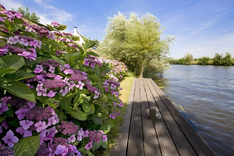 Serene Waterside Blooms