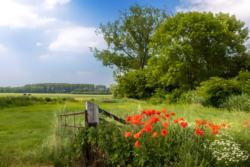 Serene Rural Landscape with Poppies