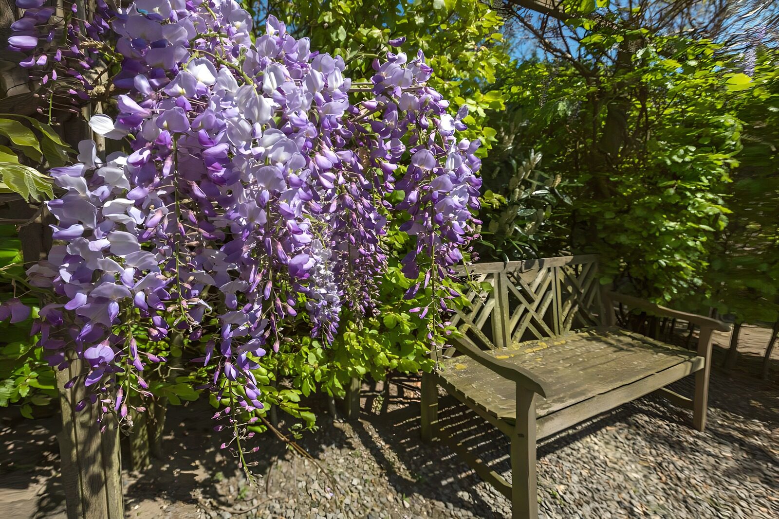Blossoming Wisteria Over Rustic Bench