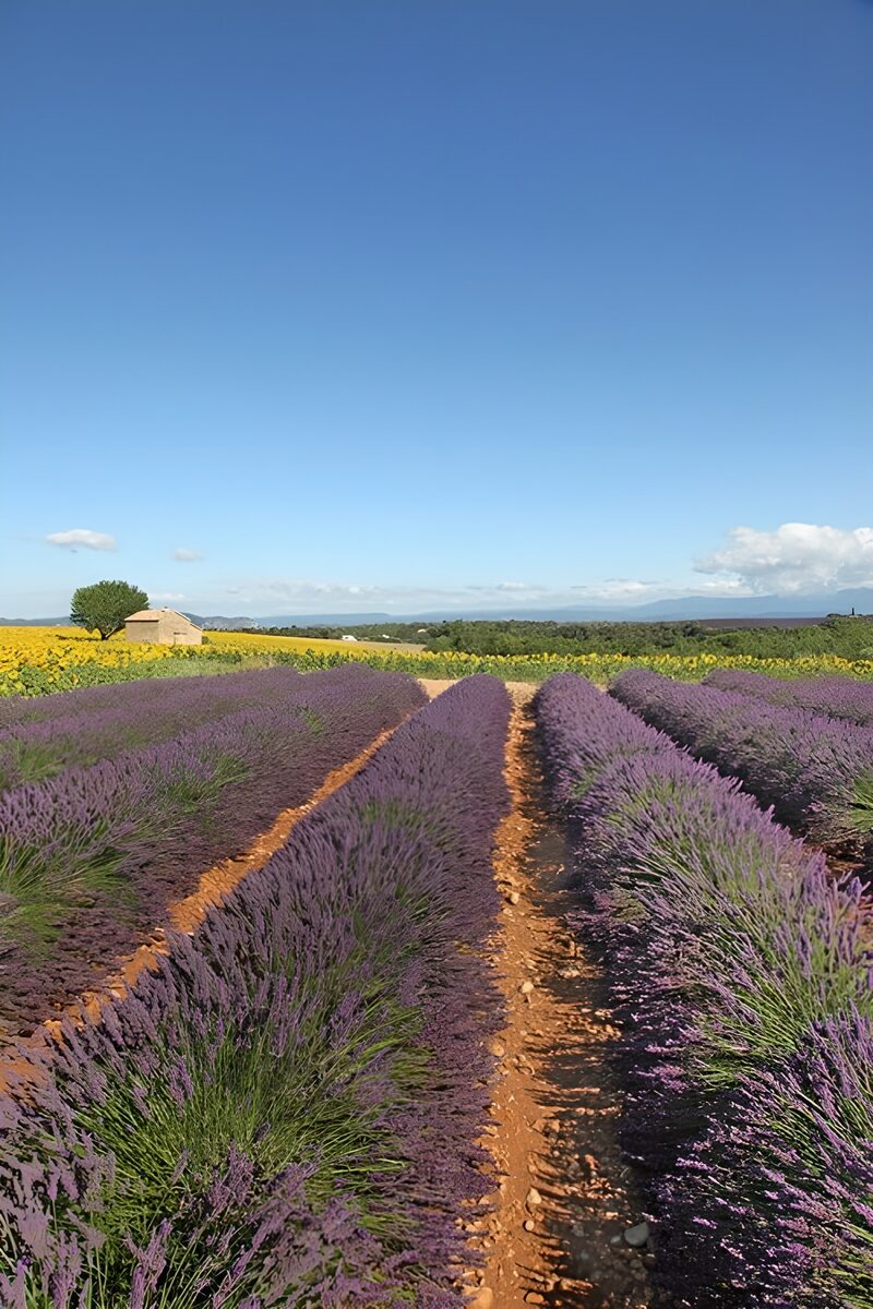 Lavender Fields Under a Clear Sky