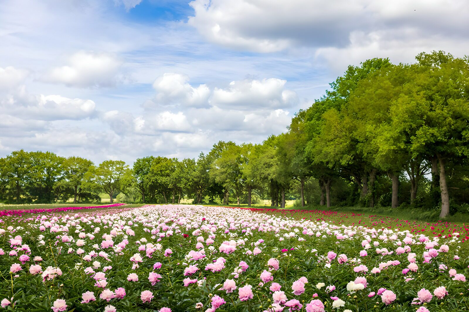 Blooming Peony Fields Under Cloudy Skies