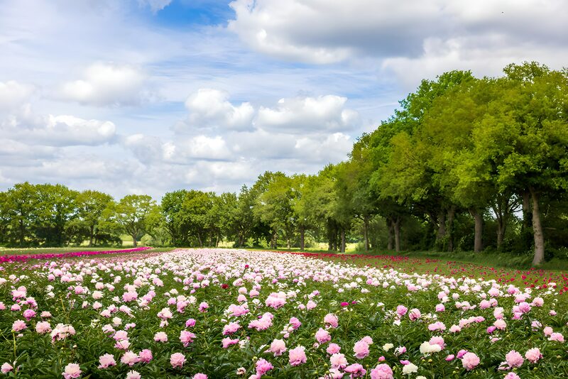 Blooming Peony Fields Under Cloudy Skies