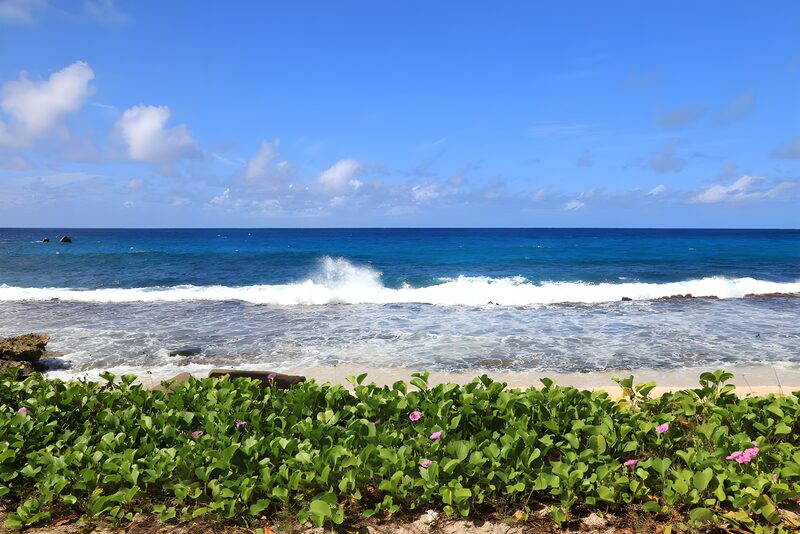 Serene Ocean View with Lush Greenery