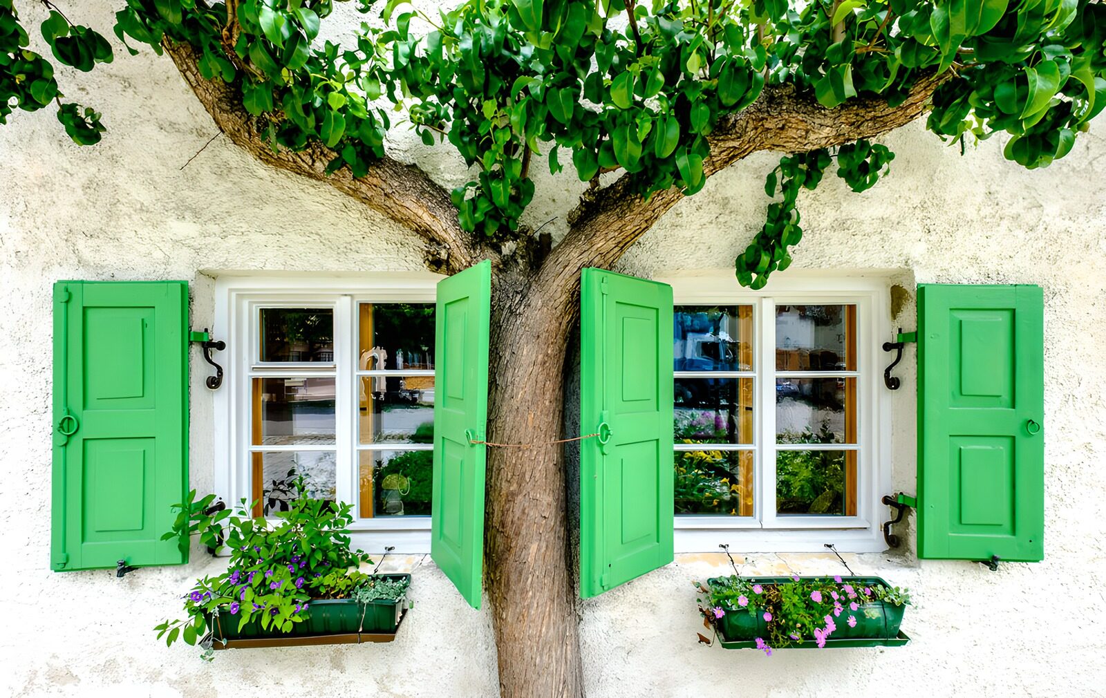 Charming House with Tree and Green Shutters
