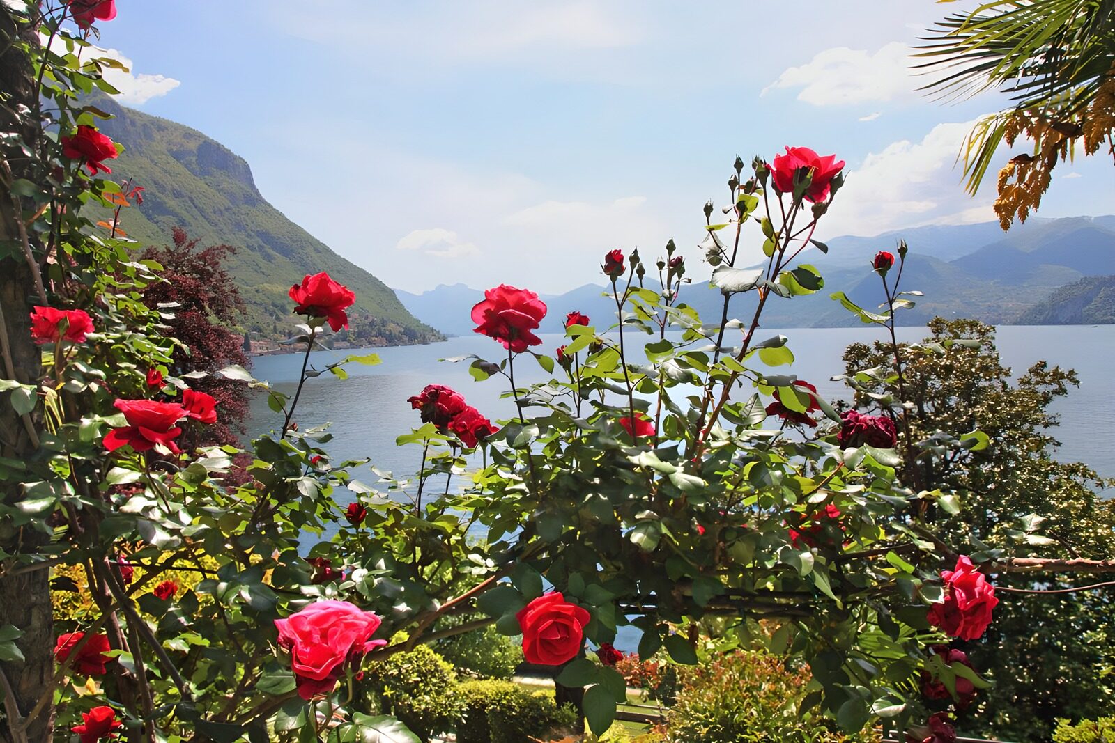 Blossoming Roses by the Lake