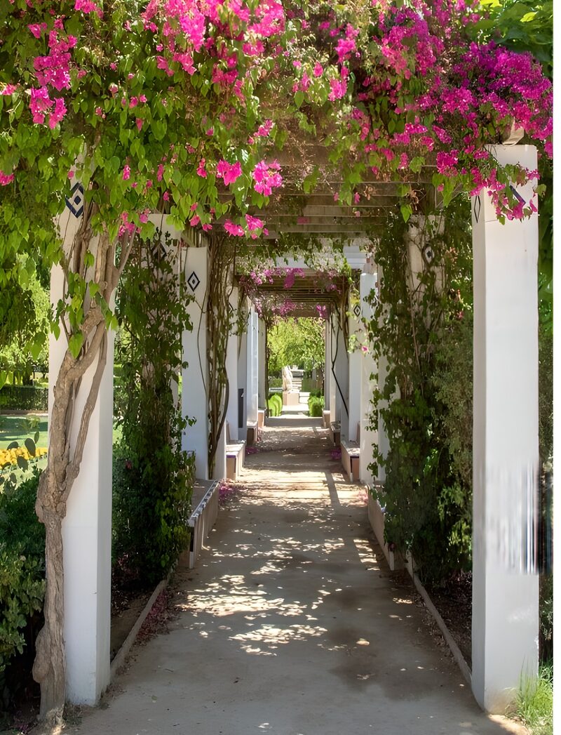 Bougainvillea Pergola Walkway