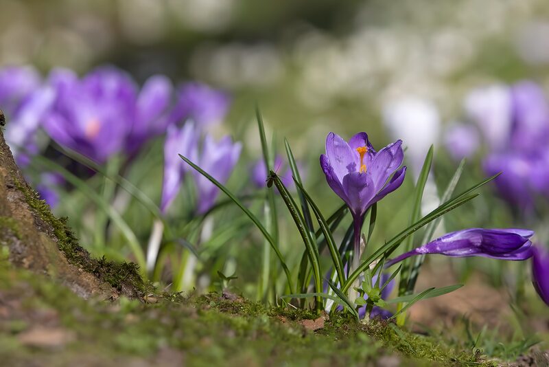 Blooming Crocuses in Spring