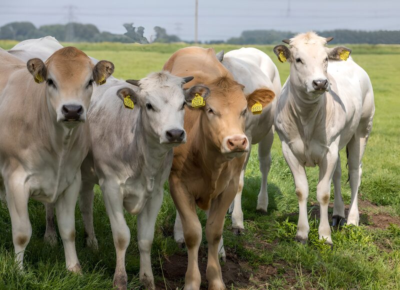 Curious Cattle in a Green Pasture