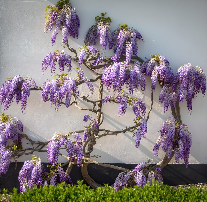 Wisteria Beauty Against a White Wall