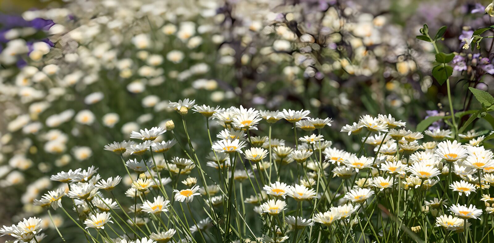Spring Blossom Fields