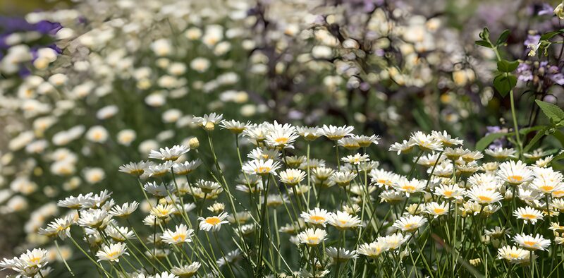 Spring Blossom Fields