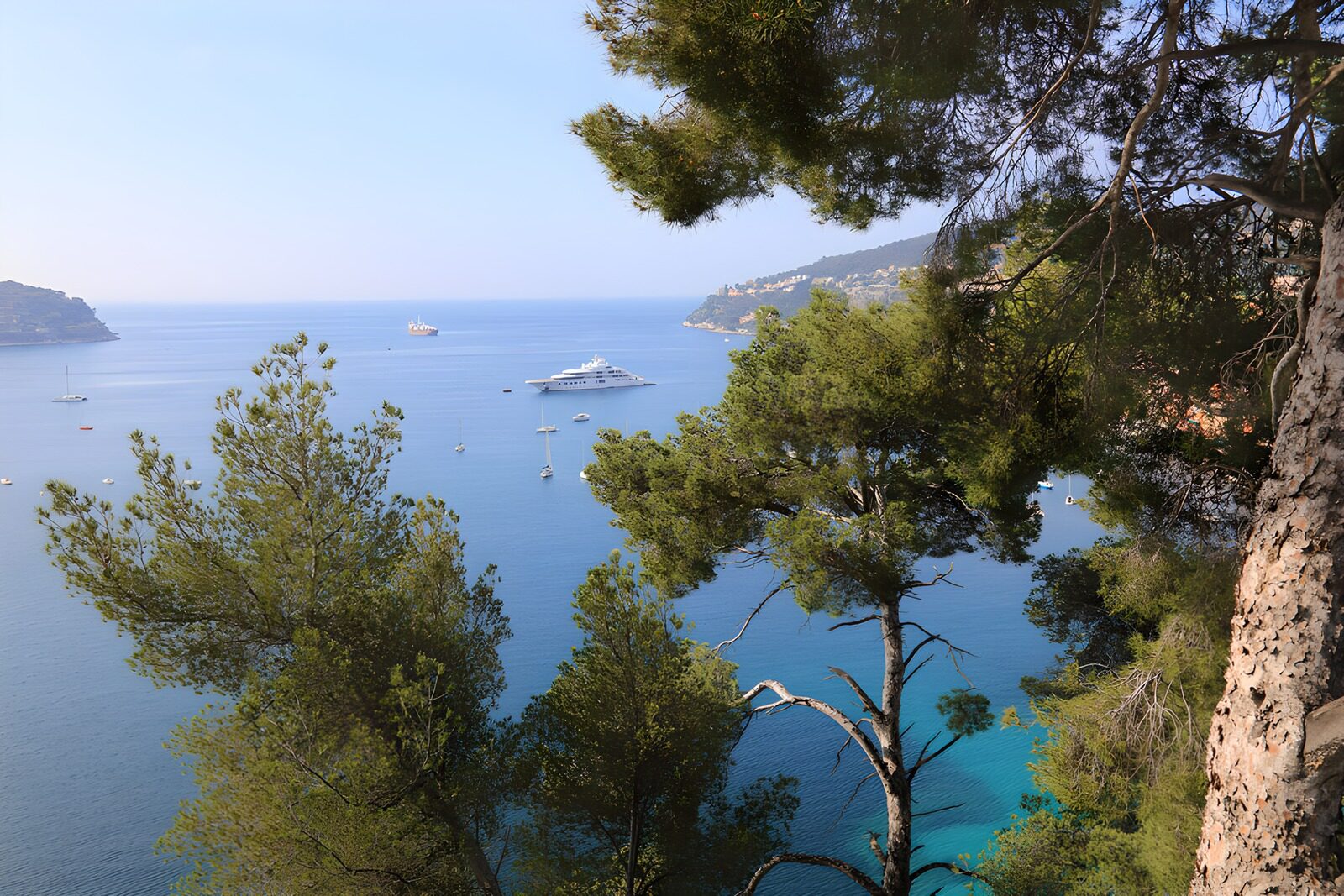 Serene Coastal View through the Trees
