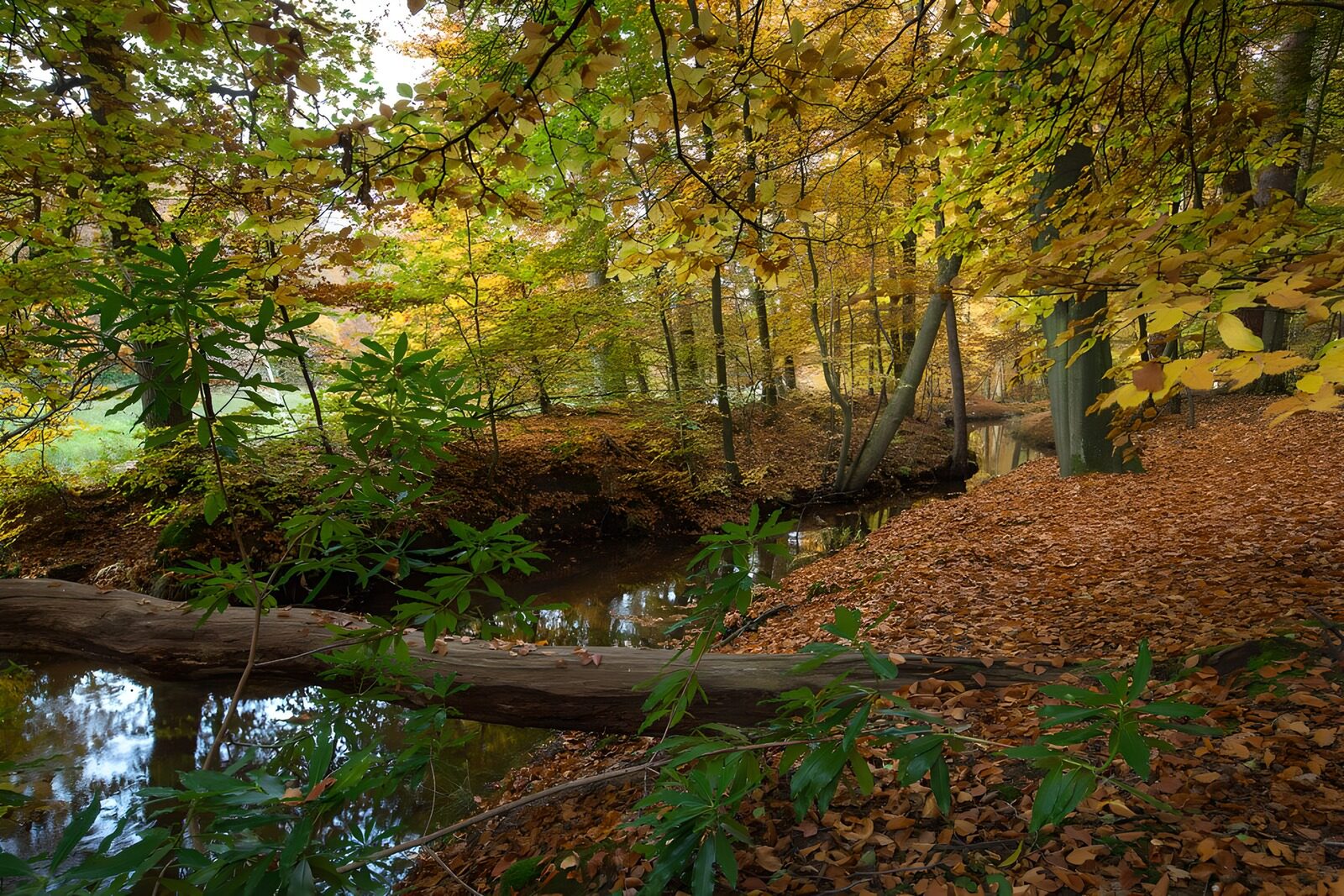 Serene Autumn Forest Stream