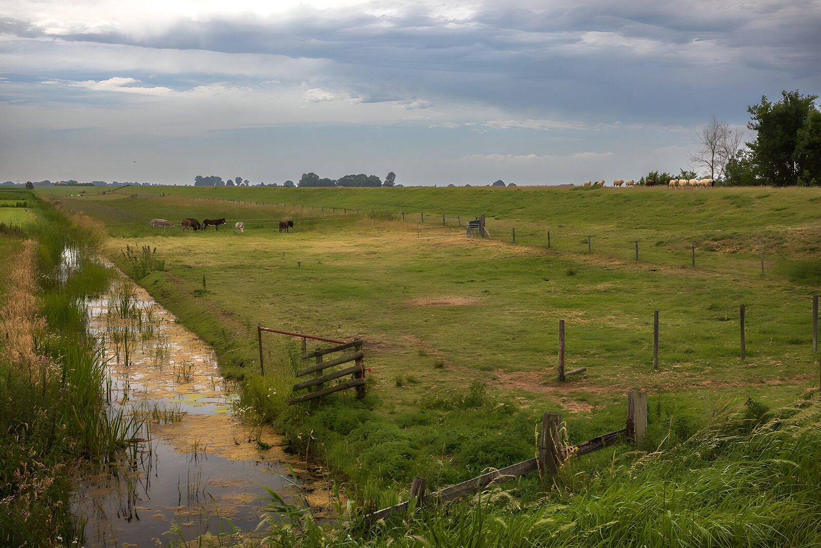 Serene Countryside Pasture