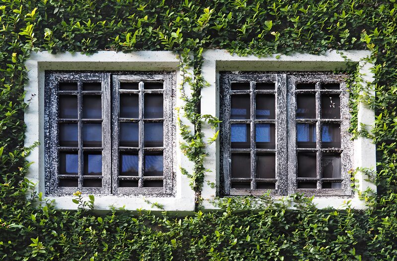 Enchanted Ivy-Covered Windows