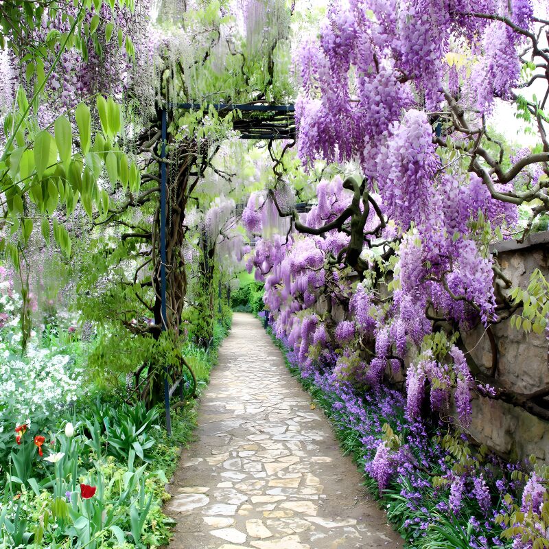 Enchanted Wisteria Pathway