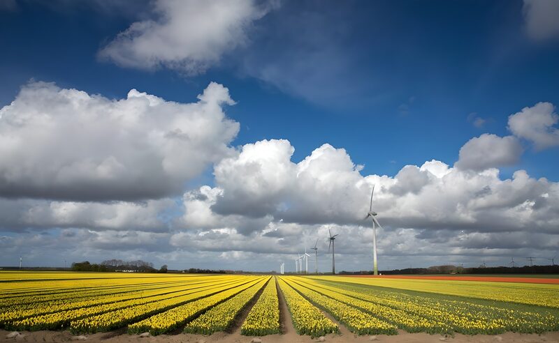 Vibrant Tulip Fields with Wind Turbines