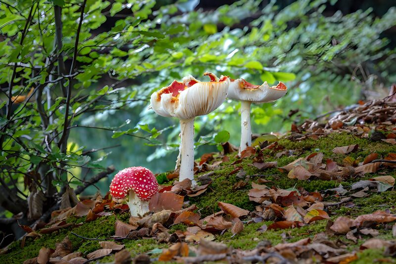 Enchanted Forest Fungi
