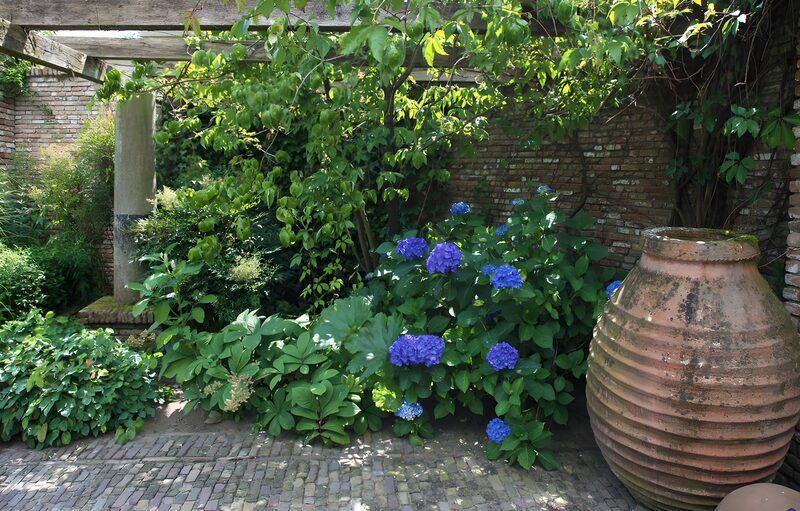 Tranquil Garden Oasis with Blue Hydrangeas