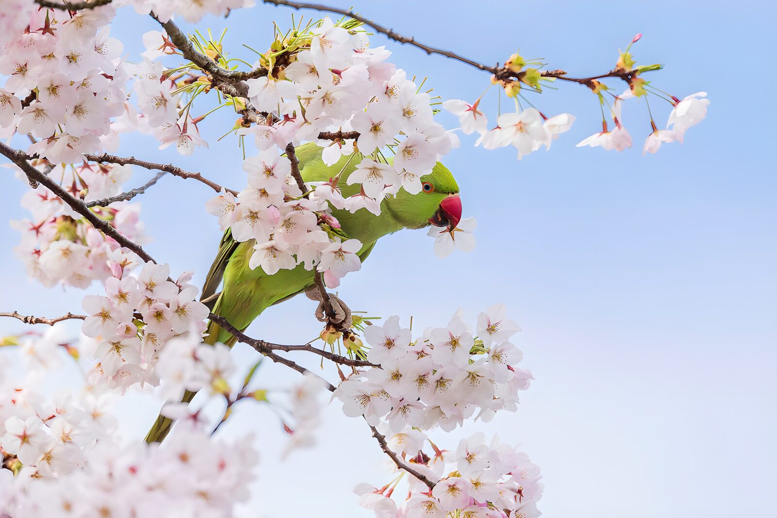 Parrot Among Cherry Blossoms