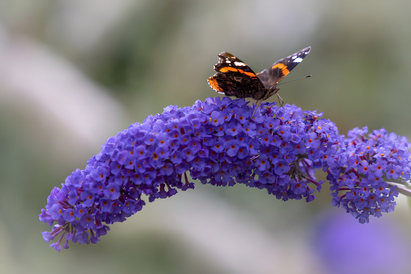 Butterfly on Vibrant Purple Blossom