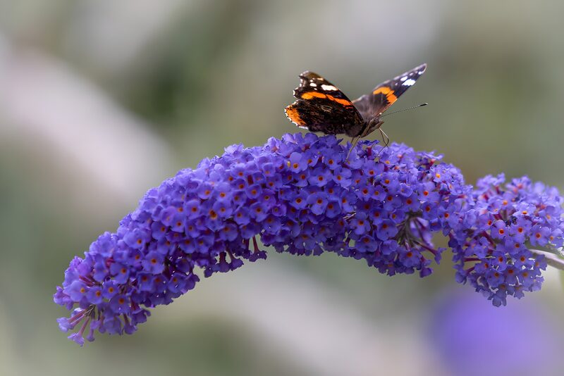 Butterfly on Vibrant Purple Blossom