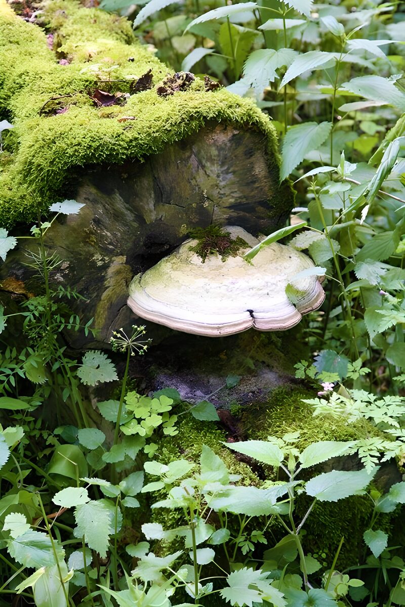 Enchanted Forest Log with Mushrooms