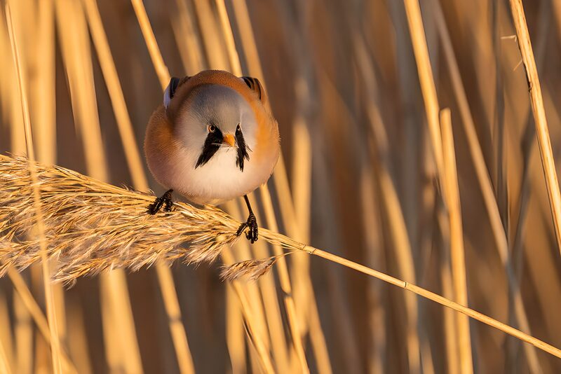 Curious Bird Among Reeds