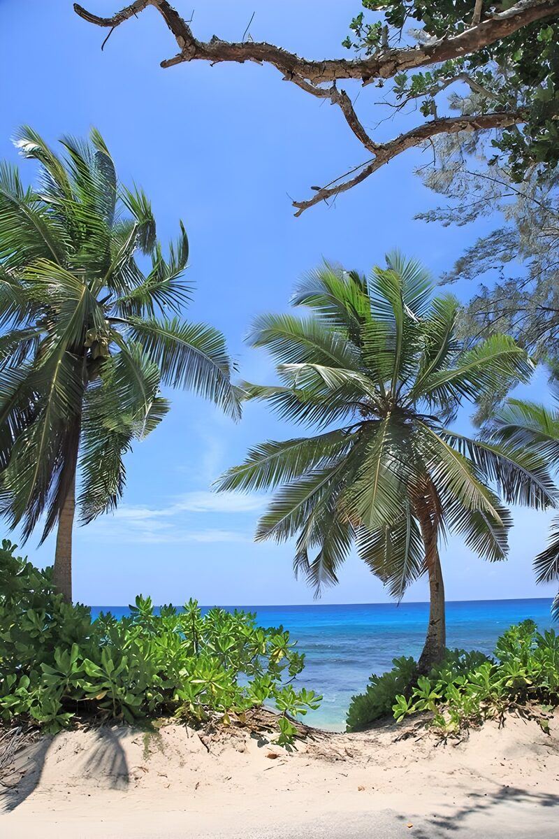Tropical Paradise with Palm Trees