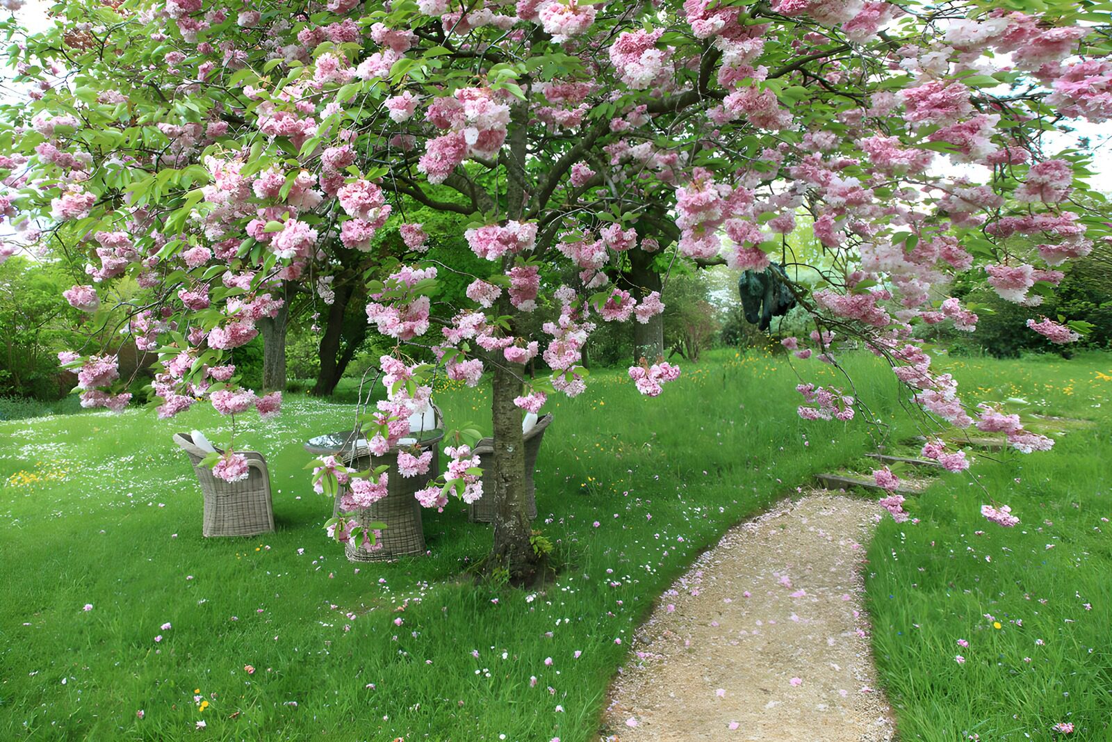 Blossom-Laden Garden Pathway