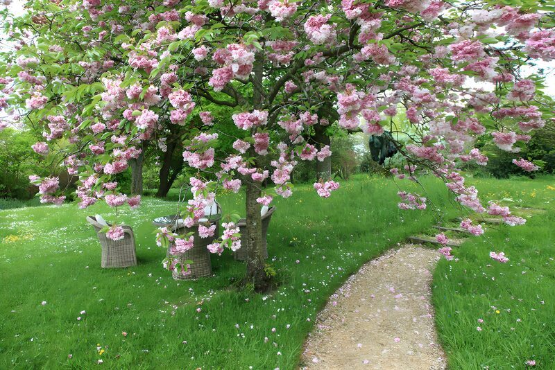 Blossom-Laden Garden Pathway