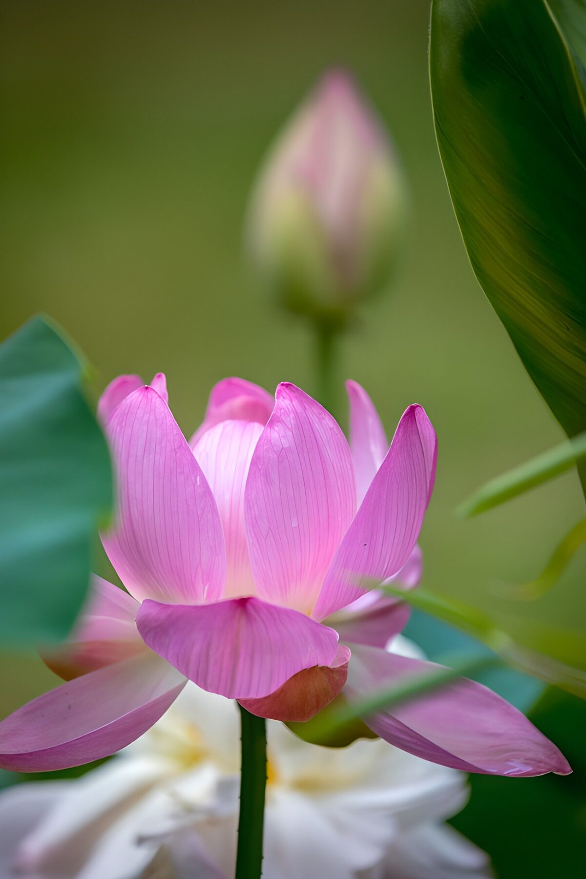Blossoming Lotus in Serenity