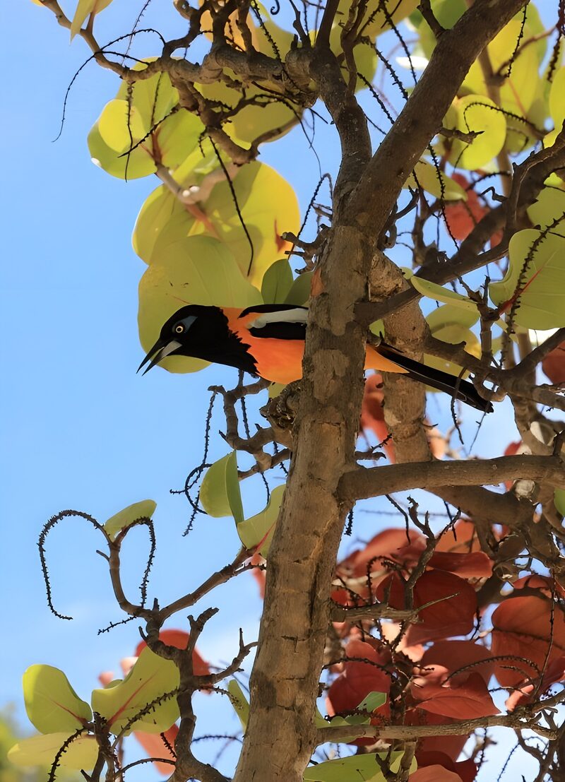 Vibrant Oriole in Nature's Embrace